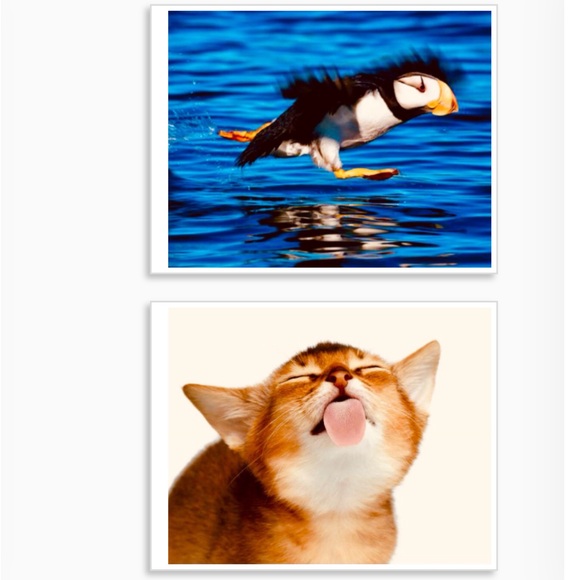 Brand New! Animal Bundle set of three 8.5x11 Ultra Glossy Wall/Locker Posters!😃 - Picture 2 of 8